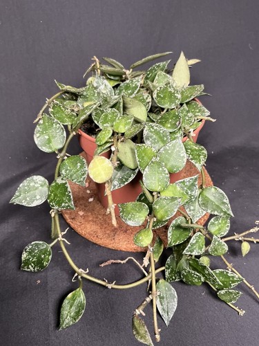 Hoya Krohniana Splash - Picture 11 of 13