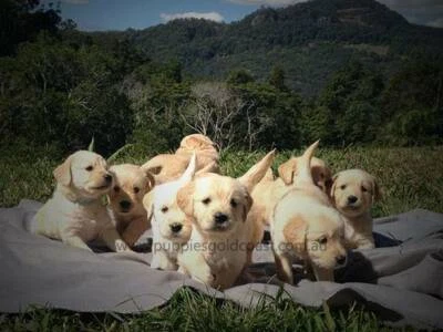 Groodle Labradoodle Puppies Parents Dna Tested For Genetic Diseases Dogs Puppies Gumtree Australia Gold Coast South Tallebudgera Valley 1258461149