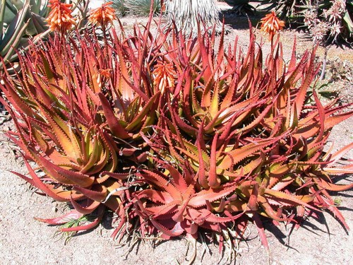 Aloe Cameronii - Red Aloe Vera - Herbal Succulent Plant - 10 See ds - Picture 2 of 4