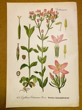 1886 ANTIQUE PICTURES LITHOGRAPH ART PRINT BOTANY FLOWER FLORA NATURE DECO PO...