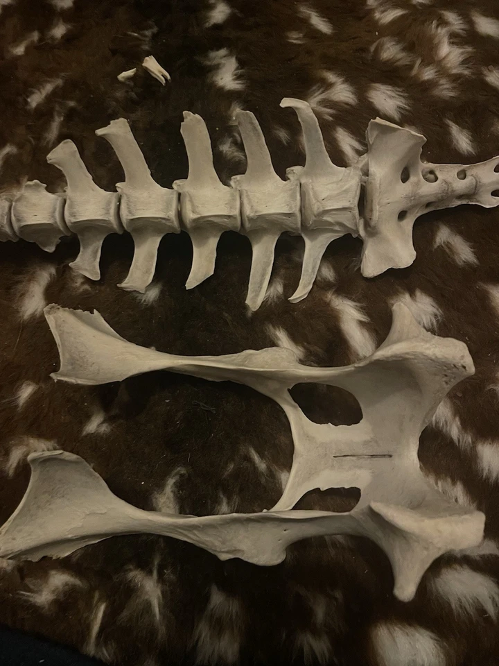 Assorted Wild Animal Bone Lot: Skulls, Jawbones, Vertebrae & Teeth Unmounted - Image 2 of 4