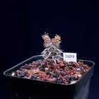 Foto 8 di 13
