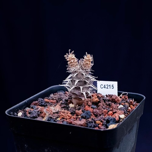 Plantas de cactus suculentas de 1,5-2 cm 1 cabeza PELARGONIUM hystrix hogar hermosa planta - Imagen 8 de 13