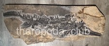 Rare Mixosaurus Ichthyosaur Fossil Skeleton Fish Fossil Marine Reptile Triassic