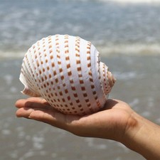 Natural Big Conch Shell Aquarium Fish Tank Ornament Succulent Flowerpot Ornament