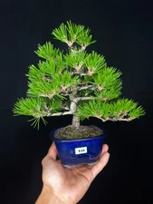 japanese shohin black pine beautiful style
