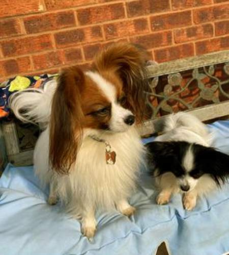 Dog name ID Tag Continental toy spaniel, Papillon, Personalized, Handmade - Picture 11 of 12