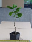 UP AND COMER Tropical Hibiscus -- Plant in 4.5" pot — photo 2