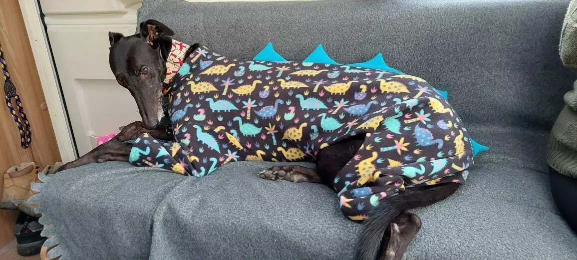 Ebay greyhound coats 2025