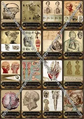 Kaufen Anatomie Vintage Antike Tarot Karten Buch Medizin Selten Sammlung Streublümchen
