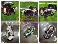 1 TRIO - HIGH QUALITY- HMPK BLACK SAMURAI Live Betta Fish - USA SELLER