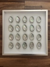 Mother Of Pearl Abolone Shells Seashell   Wall Decor