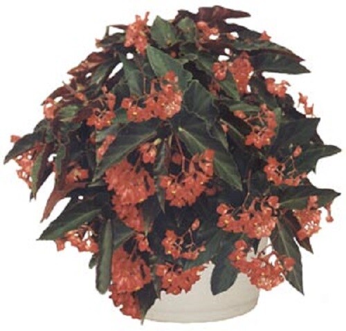 Angel Wing Begonia - Torch Red - Tropical Houseplant, Live Plant in 4" Pot - Picture 2 of 5