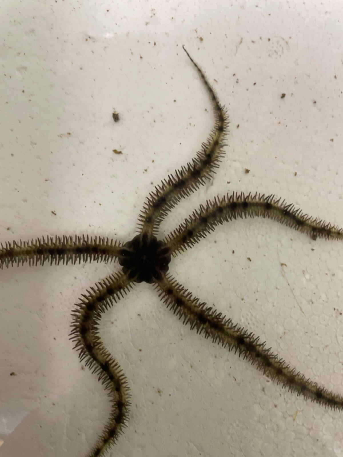 Brittle Star Fish Marine Clean Up Crew CUC eBay