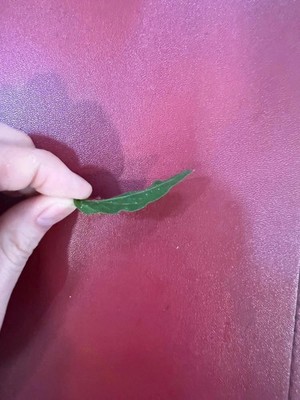 1 dried jasmine leaf on red font yellow blue duong dan don new green yellow Drie