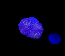 WYSIWYG Hologram Branching Hammer Live Coral – LPS Saltwater Aquarium