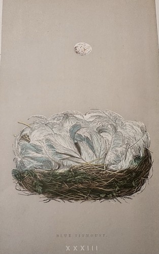 1875 Hand-colored Lithograph Art Print