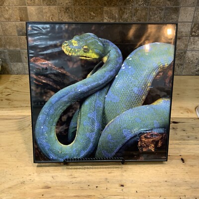 Green Tree Python Snake Framed Picture Photo Print Art Decor