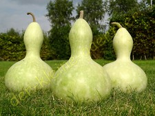 FLASCHENKÜRBIS MINI BOTTLE KALEBASSEN KALEBASSE KÜRBIS ZIERKÜRBIS 10 SAMEN