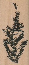Thicker Fir Branch 1 1/4 x 2 1/2" Rubber Stamp, Plant Stamp,