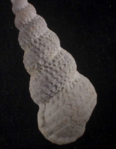 Seahell Cirsotrema varicosa 52 mm F+++ - Imagen 1 de 3