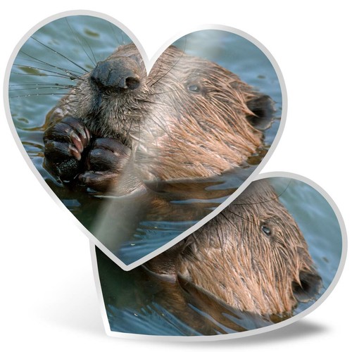 2 x Heart Stickers 15 cm - Wild Eurasian Beaver Swimming #15568 | eBay