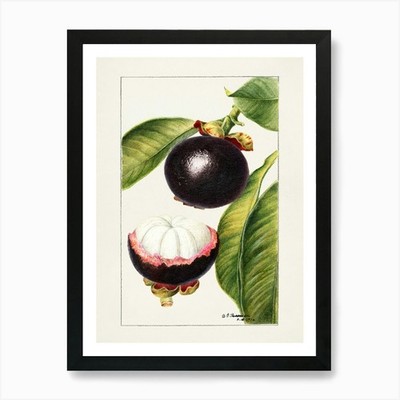 Guave Obst Kunstdruck gerahmt Wandbild Poster Leinwanddruck Bild