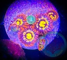SAF~ Zoanthid Coral Frag, “WYSIWYG” Paly, Zoa, Live Coral Colony