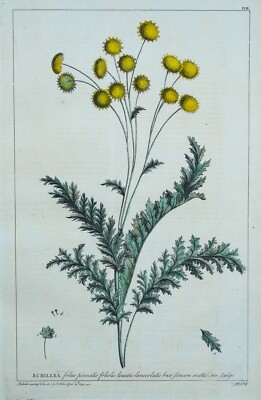 Antiker Botanischer Druck ACHILLEA, MAUDLIN, SCHAFGARBE Philip Miller Vintage 1760