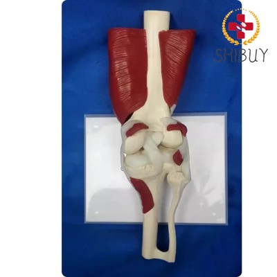 1:1 Human Knee Joint Model Muscles Ligaments Tendons, Meniscus Anatomical Model