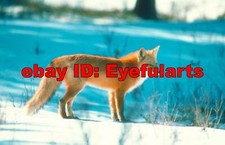 Foxes  Coyotes Corel Royalty-Free Stock Photo CD-ROM Disk  USB