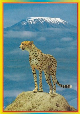 AFRICAN WILDLIFE CHEETAH AND MOUNT KILIMANJARO ~ UNPOSTED ~ DATE ON CARD 1997