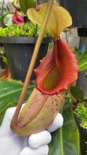 Nepenthes rajah x veitchii 'Gold Rush' – assorted clones: BE-4578 LARGE