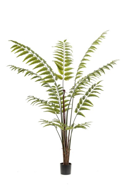 Kunstpflanze - Rumohra Adiantiformis - Lederfarn - 180 Cm KüNstliche Pflanze-image