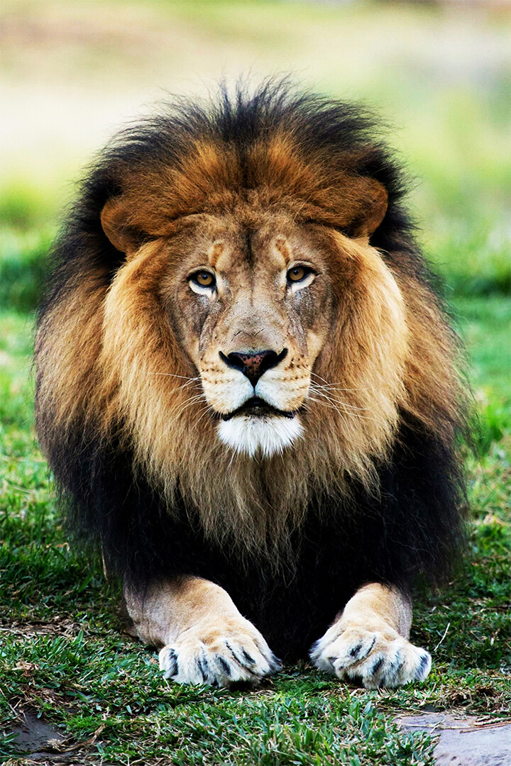 Wild Lion Dangerous Animals Nature Painting Print Wall Art Home
