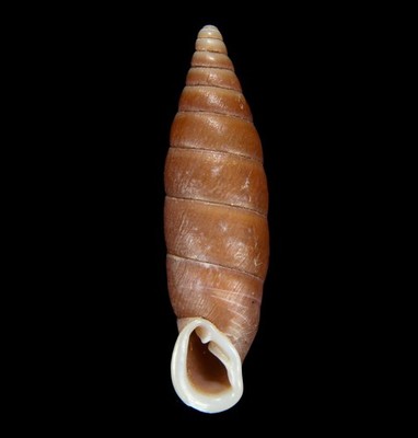 LAND SNAIL, SHELL -Oospira yanghaoi- VERY RARE, 32.7MM China