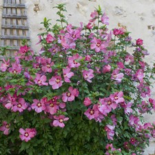 Flowering Shrub, Hibiscus Woodbridge, Pink Blooms, Wildlife Friendly, 19cm Pot