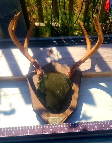 Geweih Bock Hirsch Taxidermie Teilschädel und Reittier 3pt. Blacktail