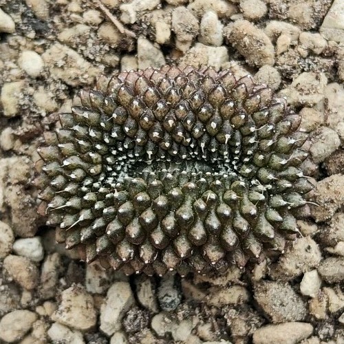 Gymnocalycium dornless inermis "CRESTATA" (klein)TOPF 6 CM auf eigener Wurzel selten - Bild 1 von 4