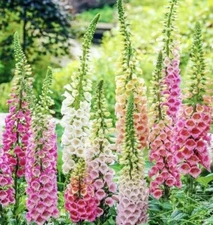 4000+ DIGITALIS FOXGLOVE MIXED SEEDS | 4000 SEEDS, USA SELLER - FREE SHIPPING!