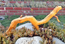 Large Driftwood Manzanita Aquascape Aquarium Terrarium Reptile Bonsai Garden 28"