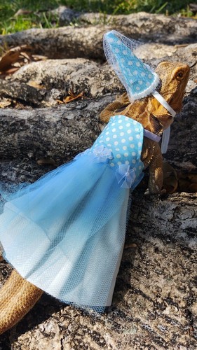 Blue Princess Dress Costume and hat | eBay