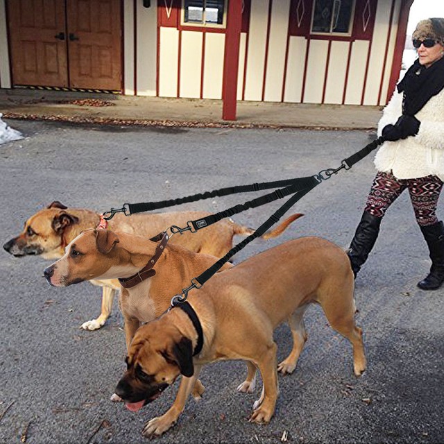 triple dog leash