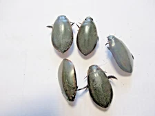 Entomologie Carabidae aquatic lot of 5 pieces DR Congo -Kivu