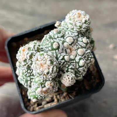 32 - 1213. Astrophytum super Kabuto	(Grafted)