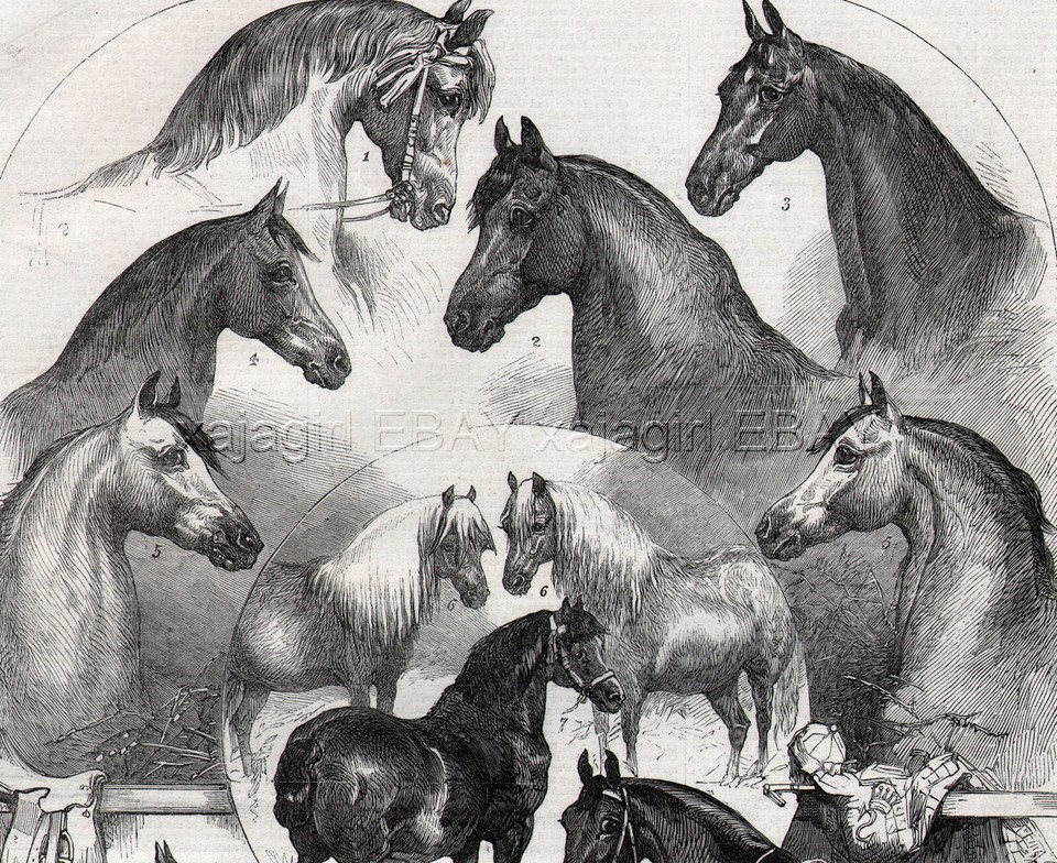 Horses & Ponies, Named Champions Islington, Large 1860s Antique