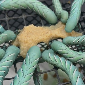 Hornworm chow - Artificial diet for Hawk moths and Tiger moths