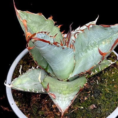 Dwarf Agave 'Titanota' Hardy architectural Succulent Agave 13cm