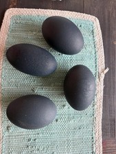 Set of 4 Emu Eggs for DIY Crafts Approx. 4 Inches Each Blown and Cleaned out.