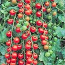 100 Cerise Tomato Seeds Heirloom Non-GMO Free Shipping 25